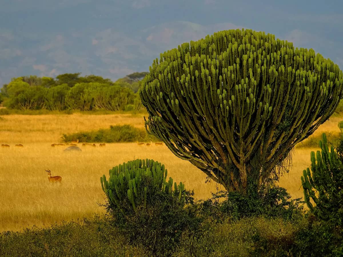 Candelabra euphorbia on the Queen Elizabeth savannah