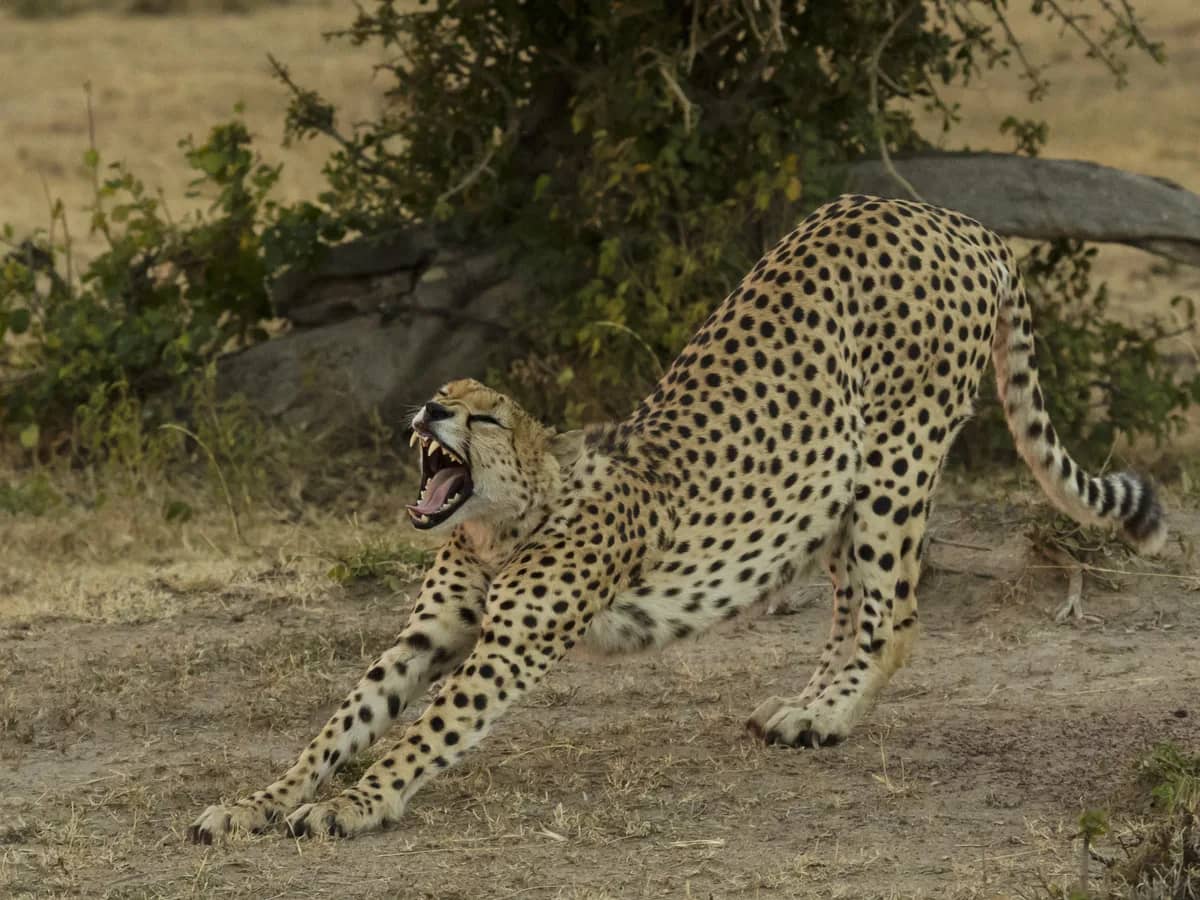 Cheetah walking through grass in the Maasai Mara