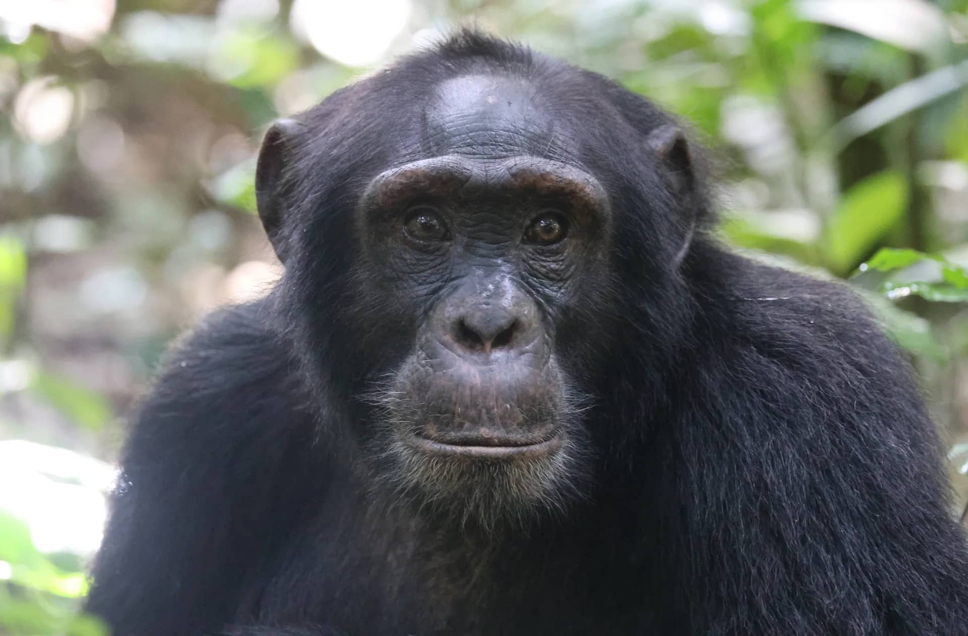 Chimpanzee looking forward in Kibale National Park forest