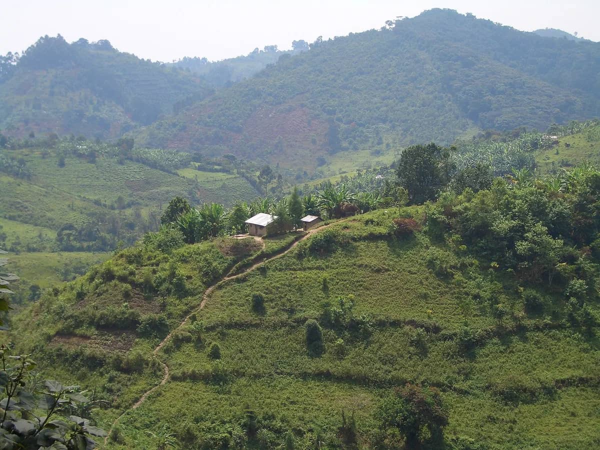Cultivated slopes beside Bwindi's forested hills