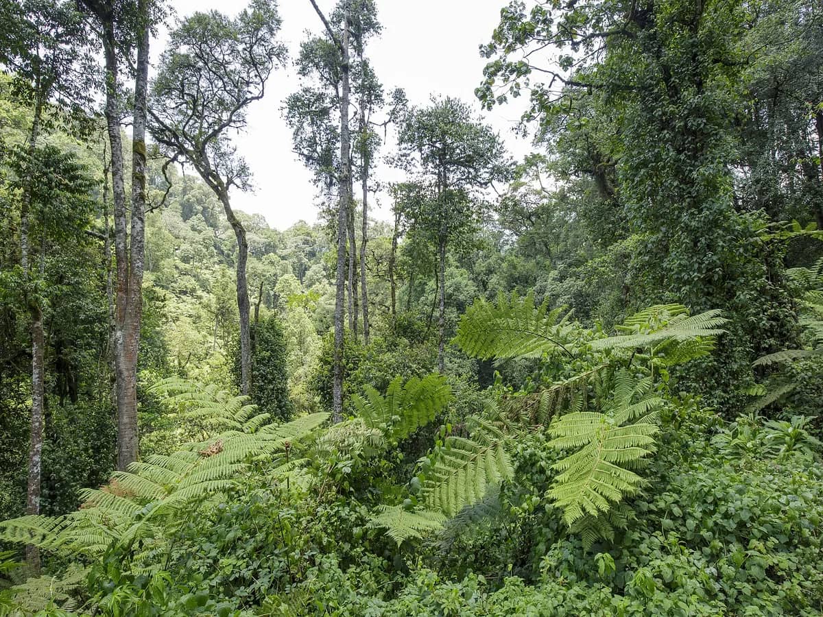 Dense green rainforest in Bwindi Impenetrable National Park
