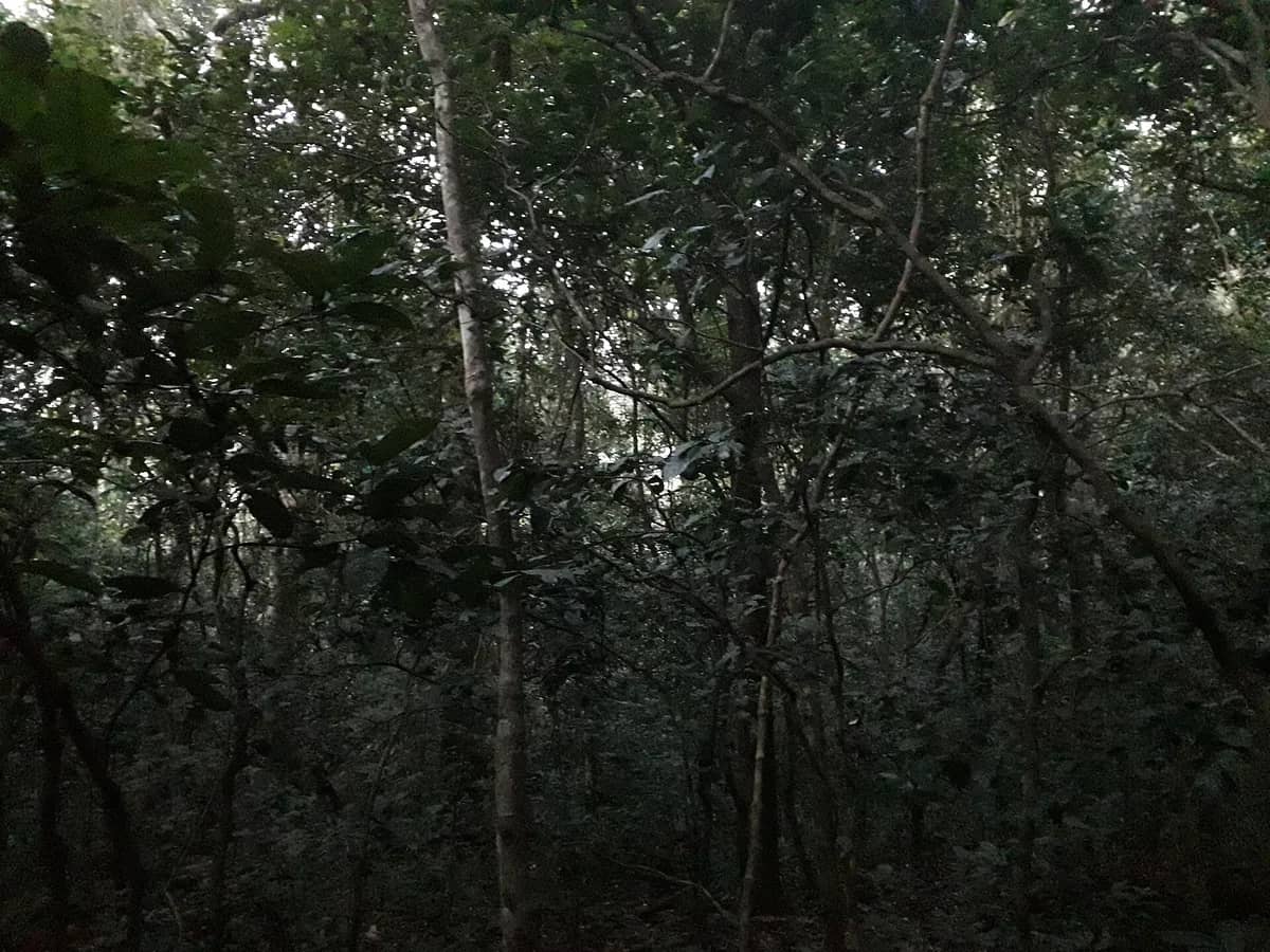 Dense interior of Kibale National Park forest