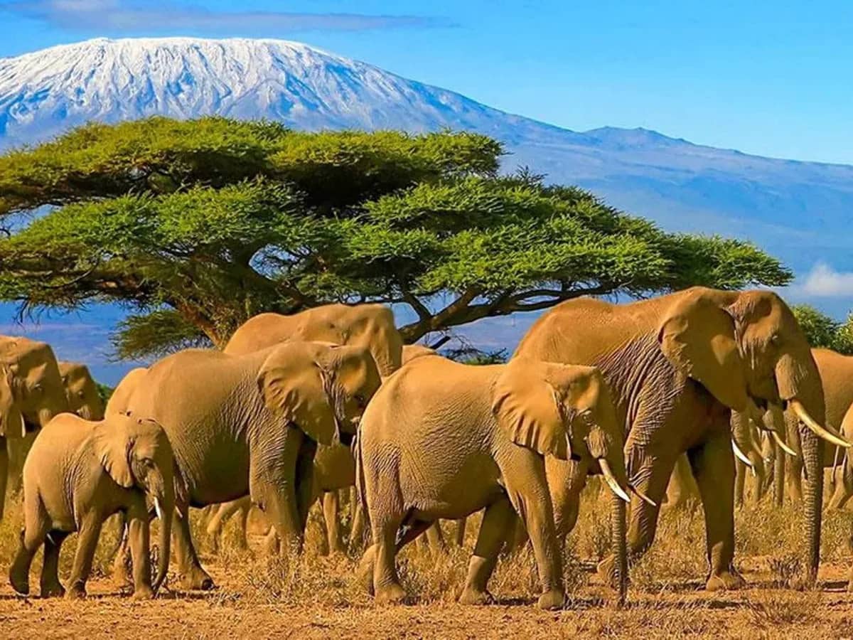 Elephant acacia kilimanjaro