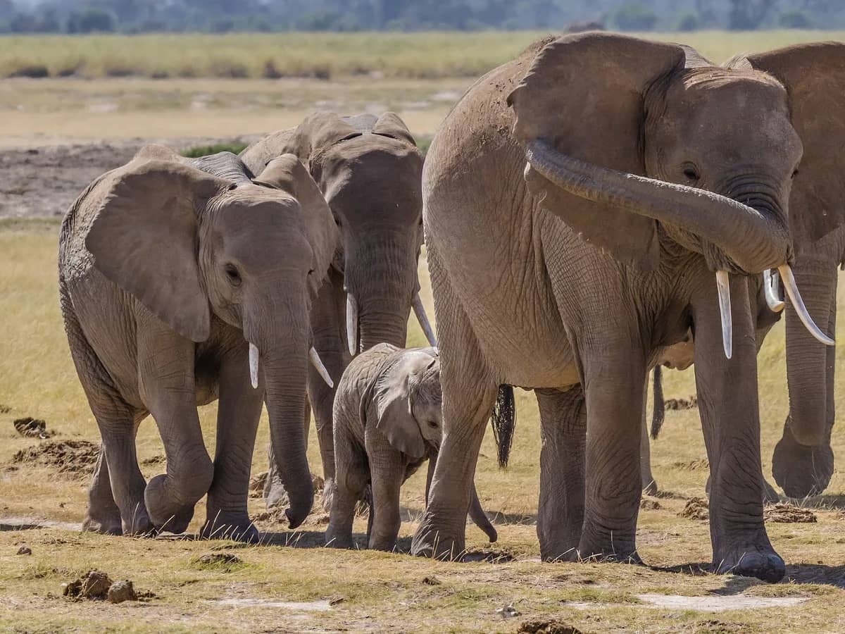 Elephant herd crossing the dry grasslands of Amboseli