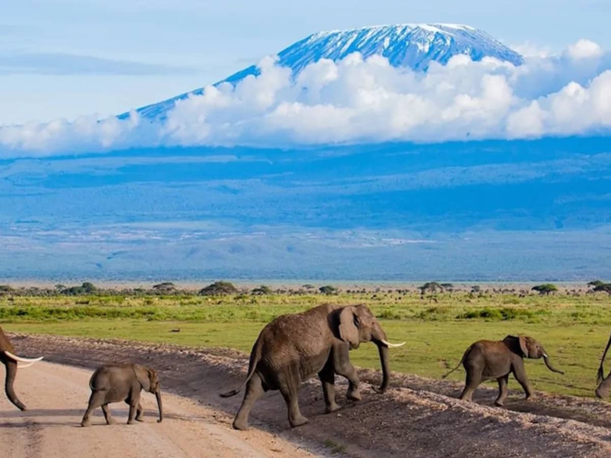 Elephant kilimanjaro amboseli