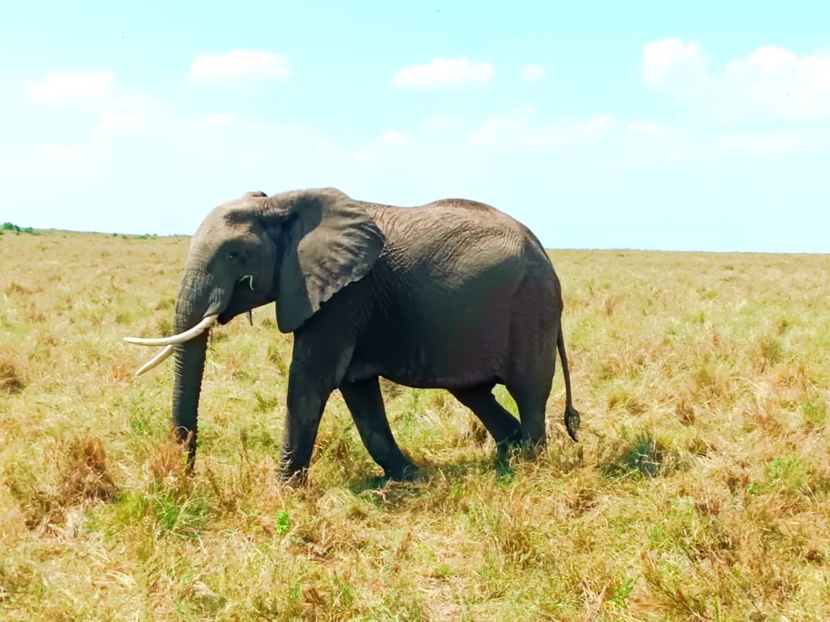 Elephant on dry grass (phone photo)