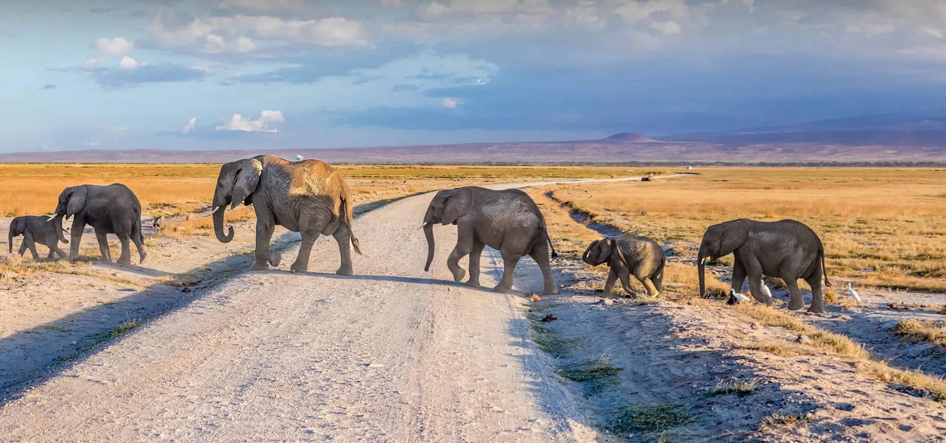 Elephant road amboseli