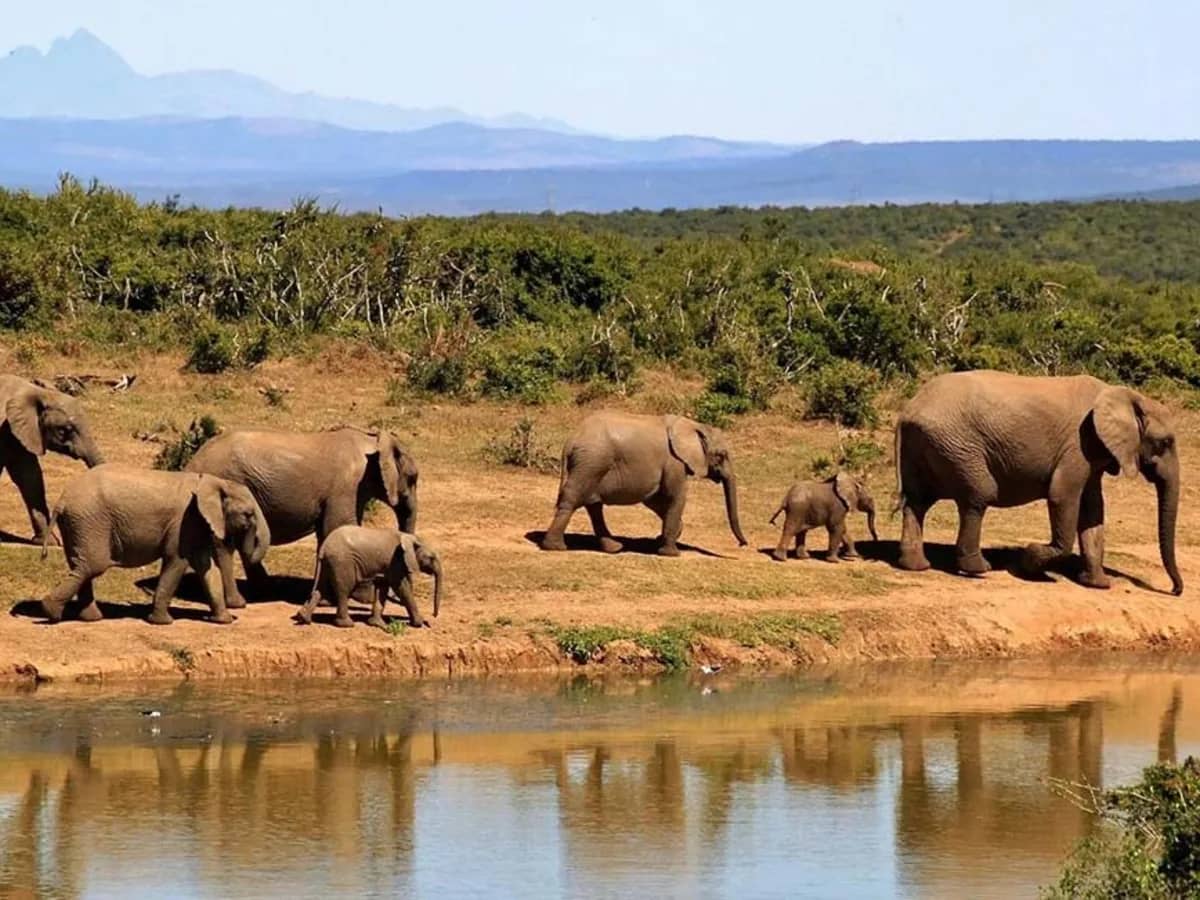 Elephants at a waterhole