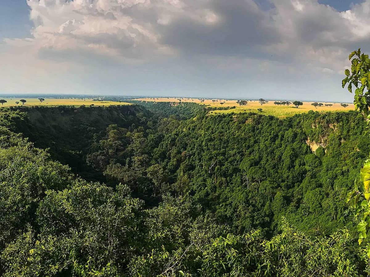 Forest canopy filling Kyambura Gorge in western Uganda