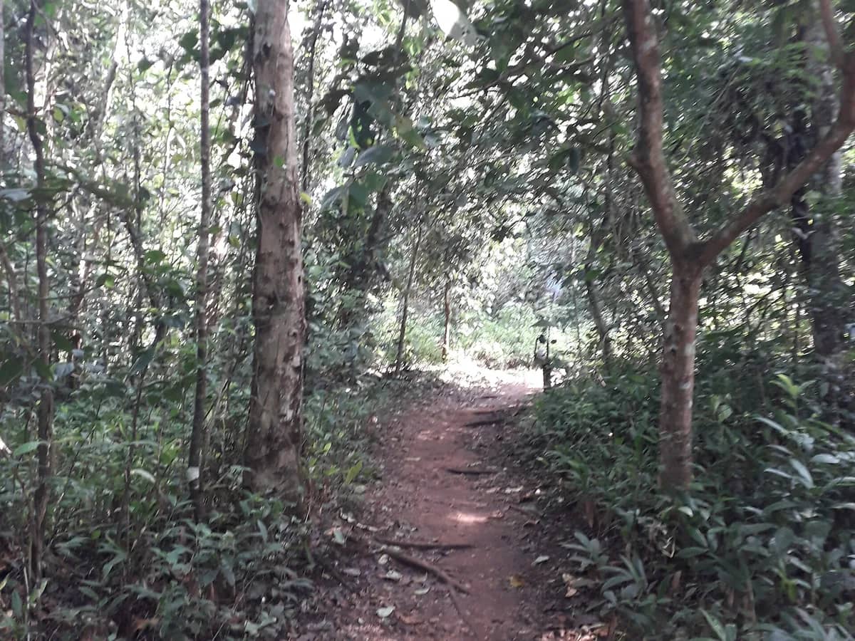 Forest path beneath the canopy in Kibale National Park