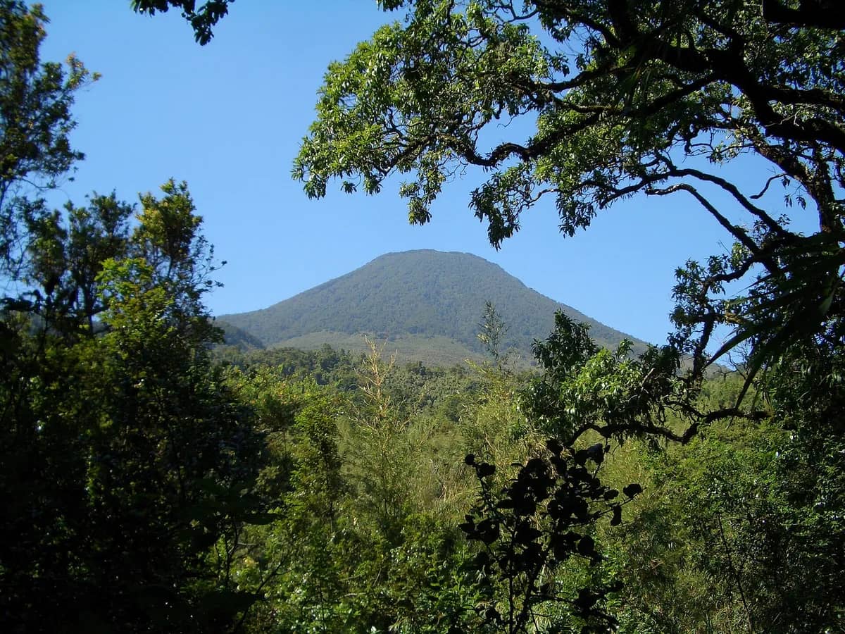 Forested mountain rising above Bwindi Impenetrable National Park