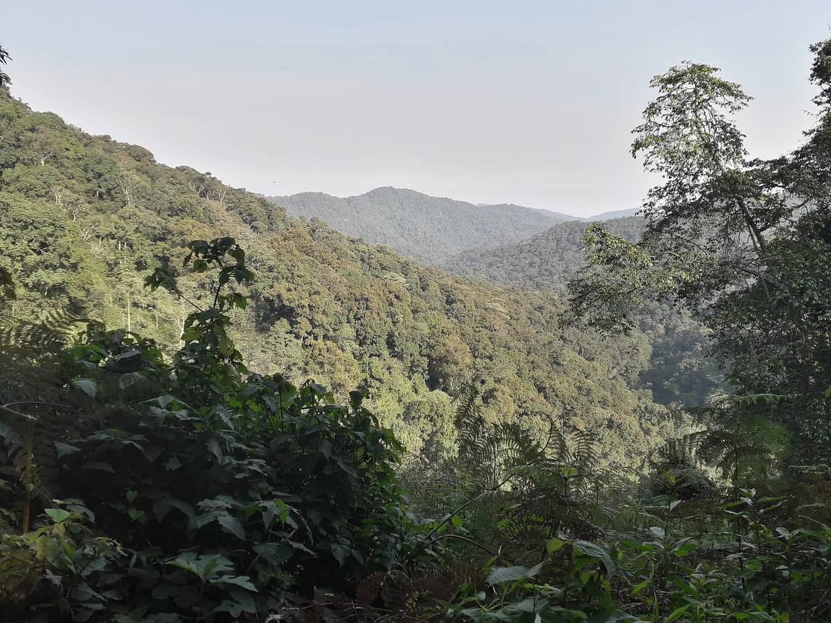 Forested ridges of Bwindi Impenetrable National Park