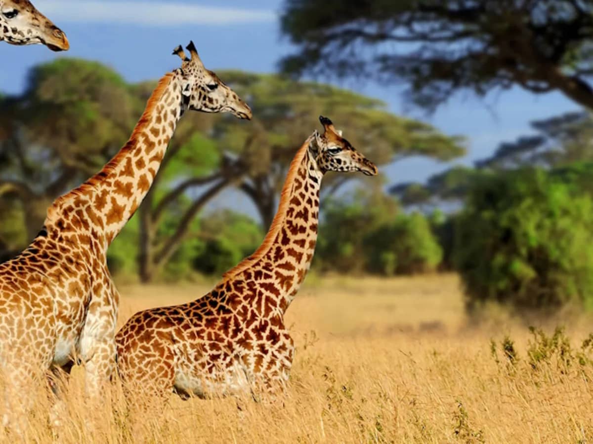 Giraffe acacia seen during an East African safari