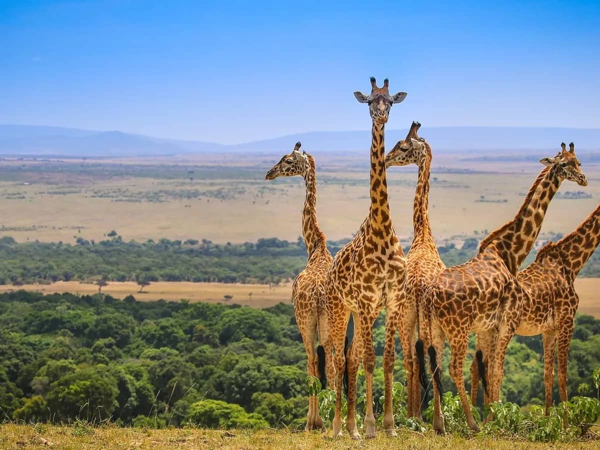 Giraffes above wide plains (banner crop)