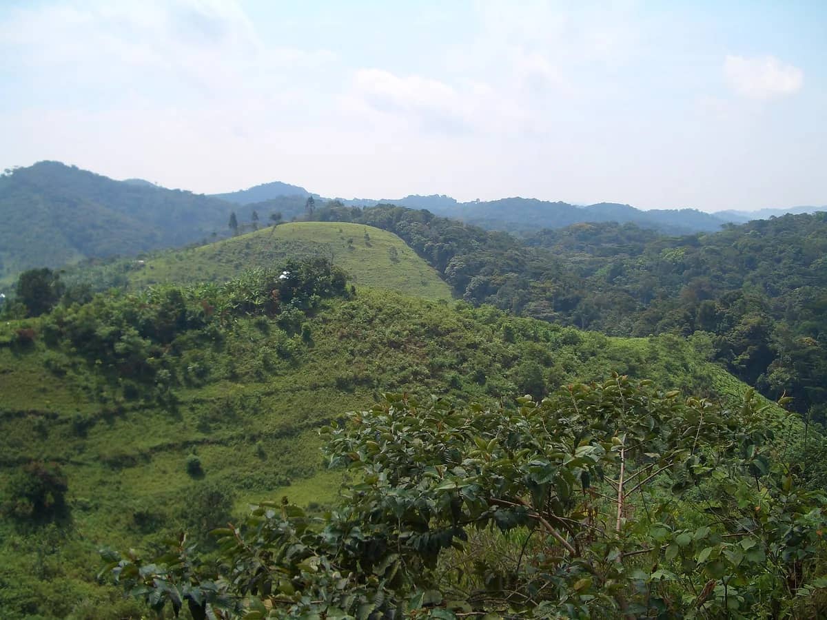 Green rainforest ridges in Bwindi Impenetrable National Park
