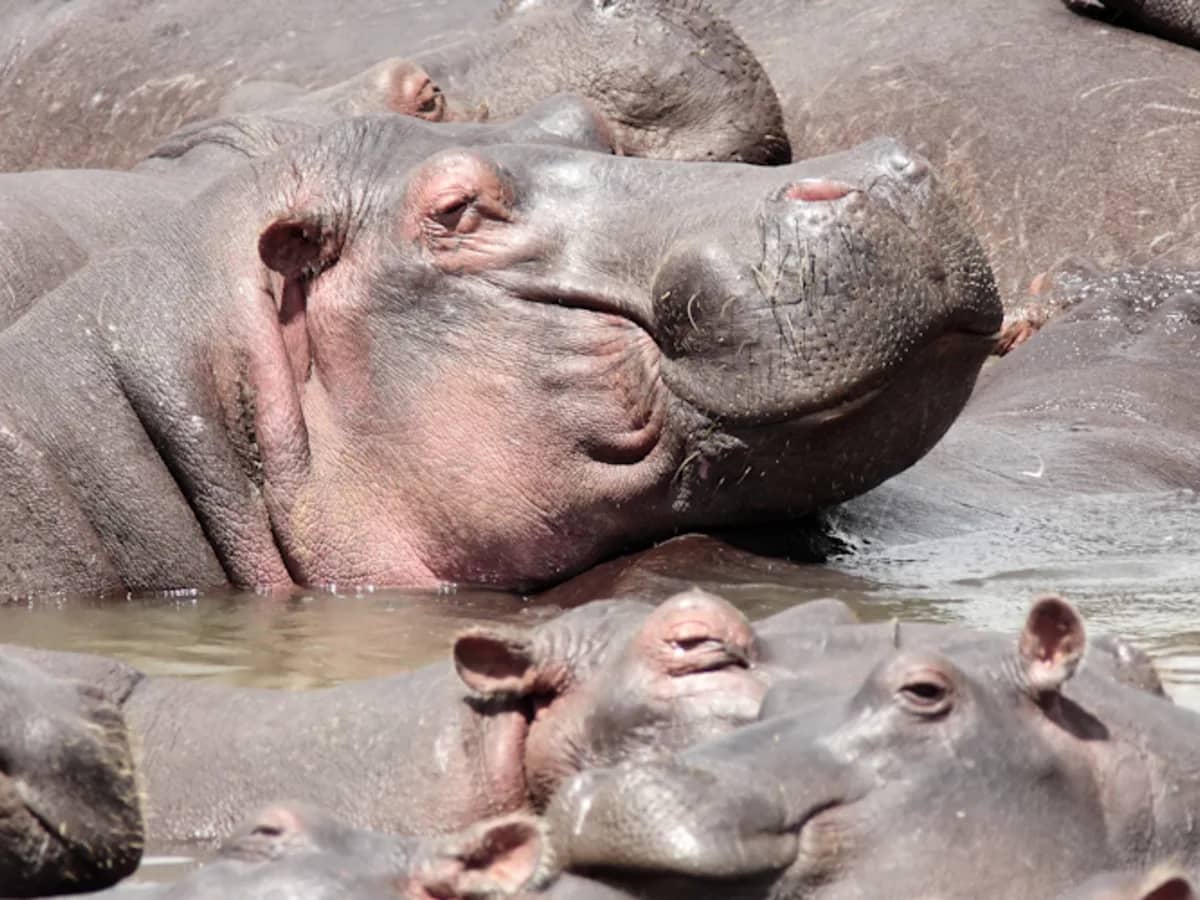 Hippo water seen during an East African safari