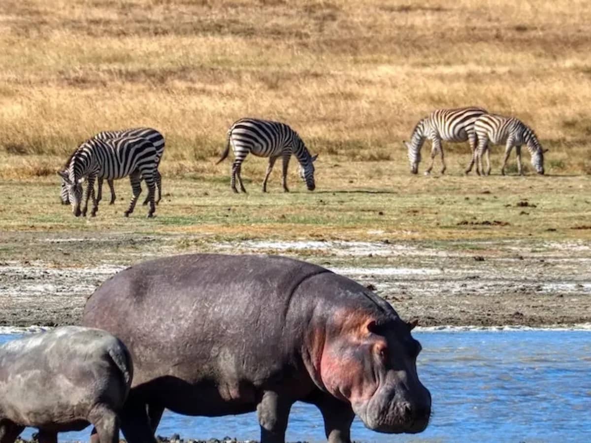 Hippo zebra lake