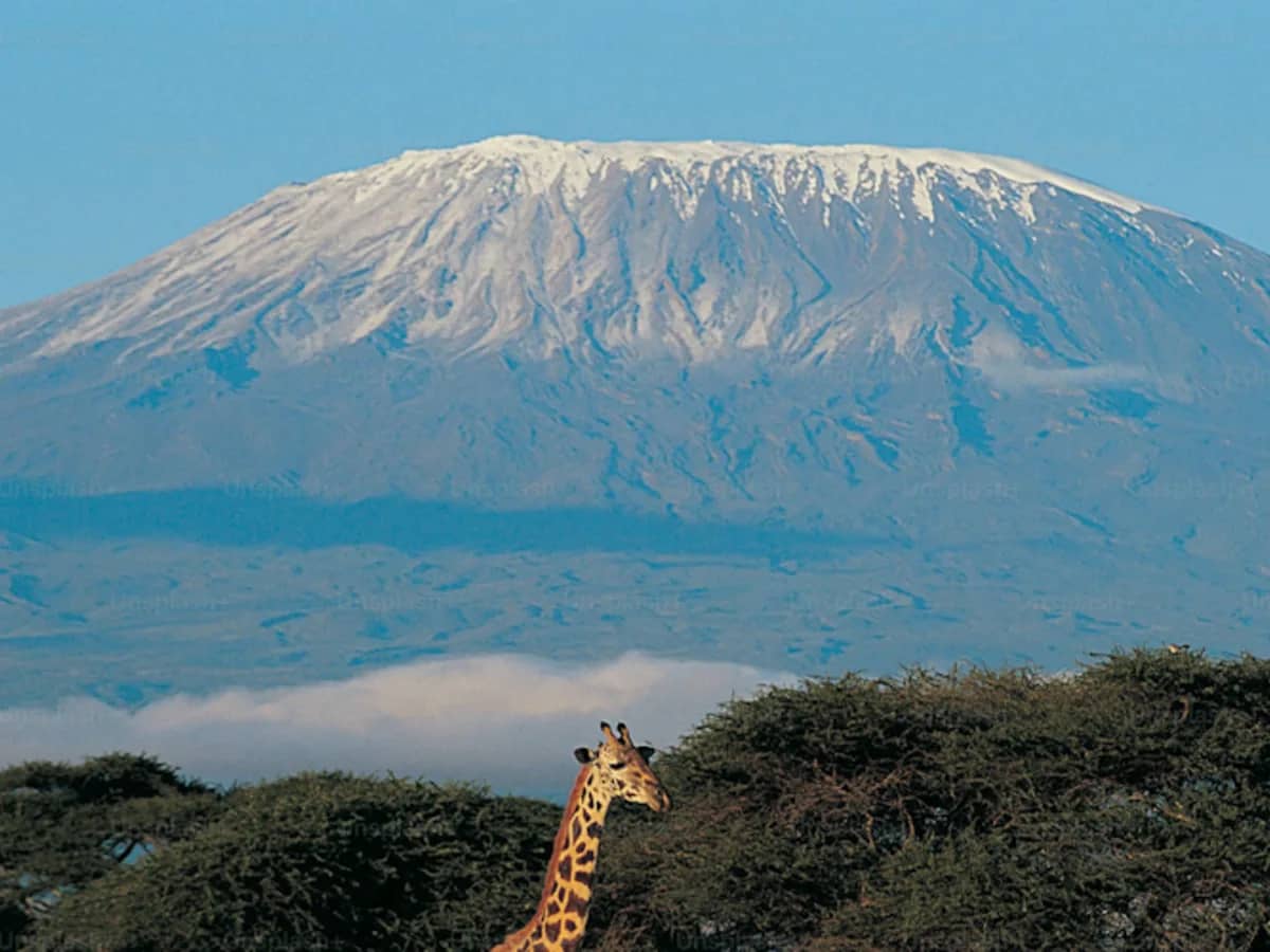 Kilimanjaro giraffe