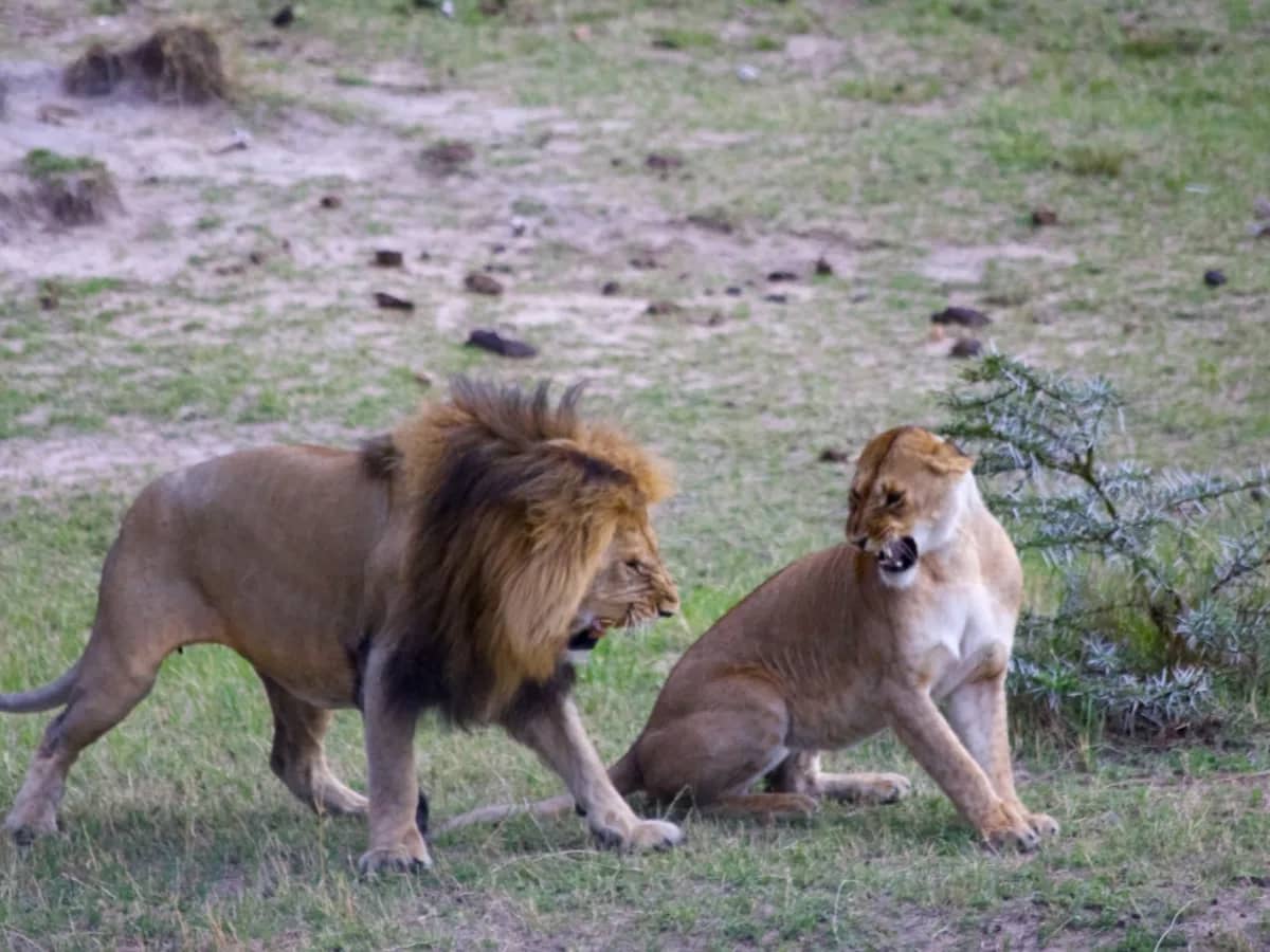 Lion and lioness