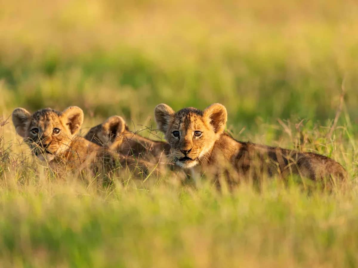 Lion cubs seen during an East African safari