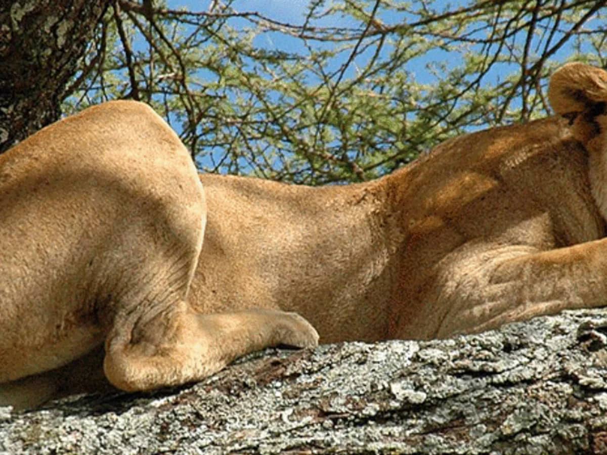 Lion lioness tree