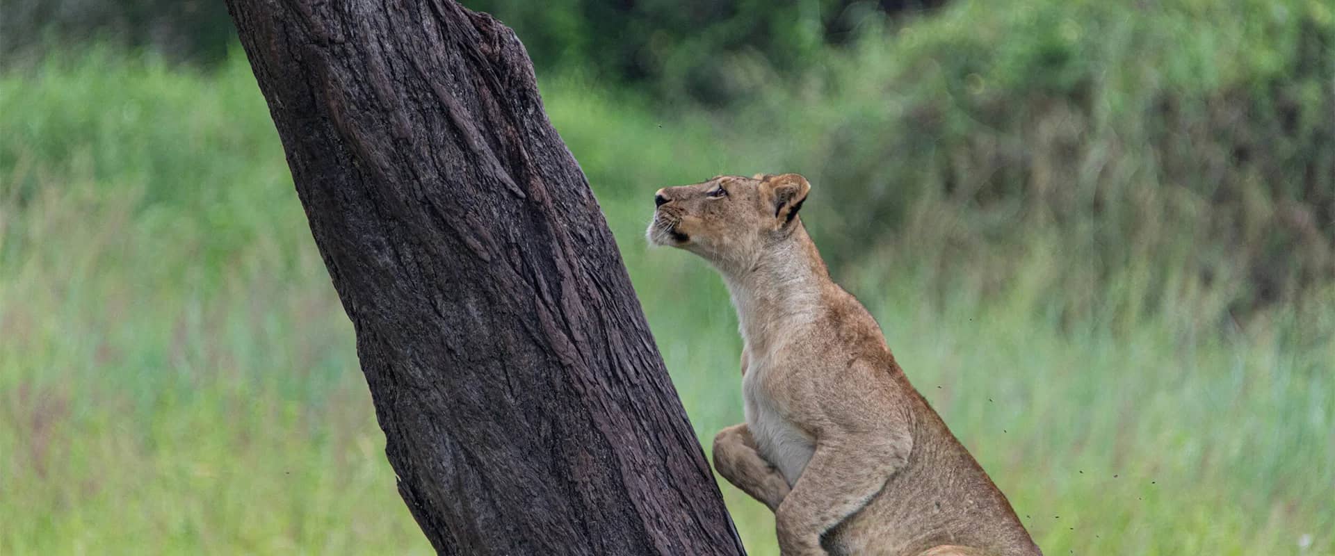 Lion lioness tree