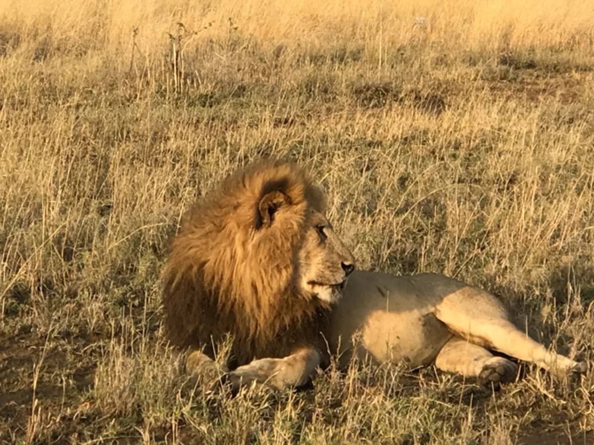 Lion male lion golden grass