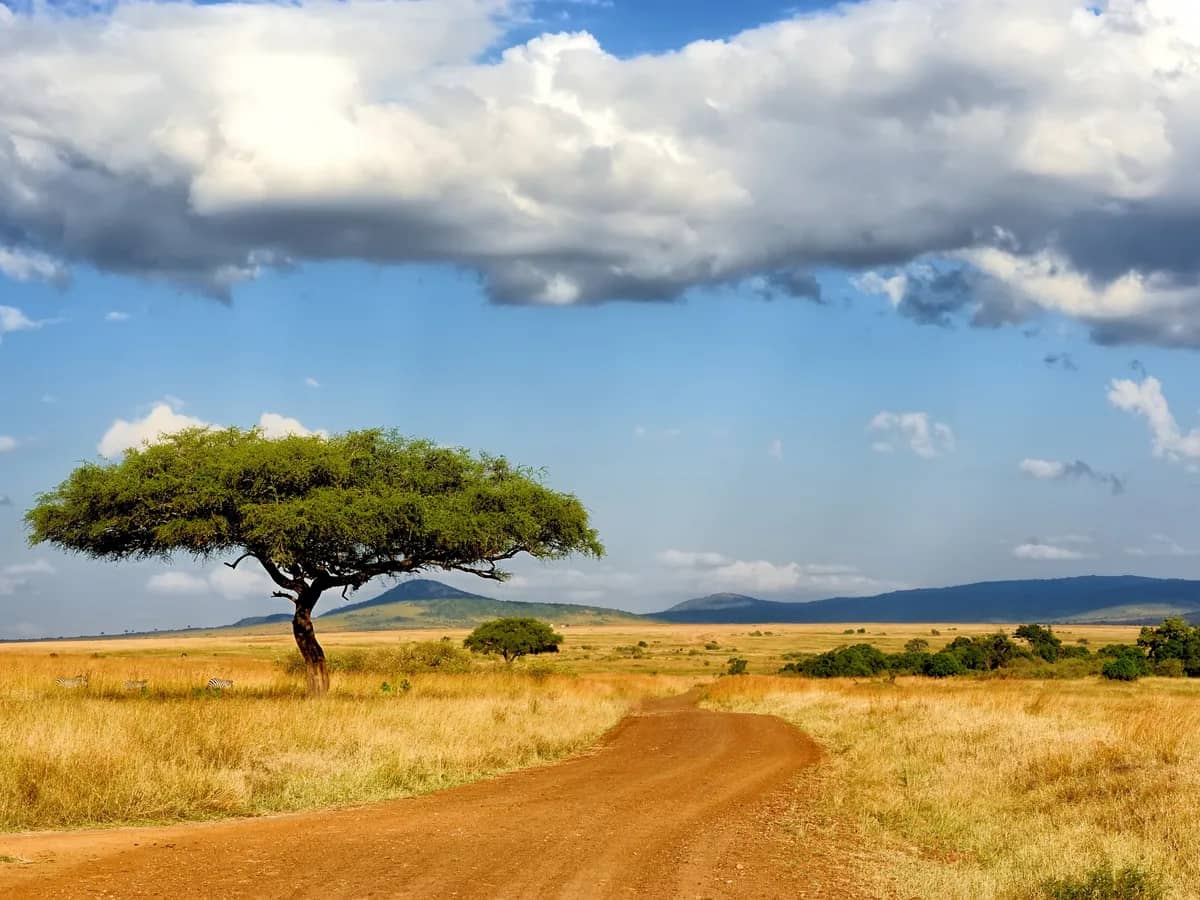 Lone tree on the rolling grasslands of the Maasai Mara