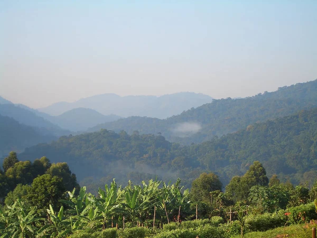 Misty forested hills in Bwindi Impenetrable National Park