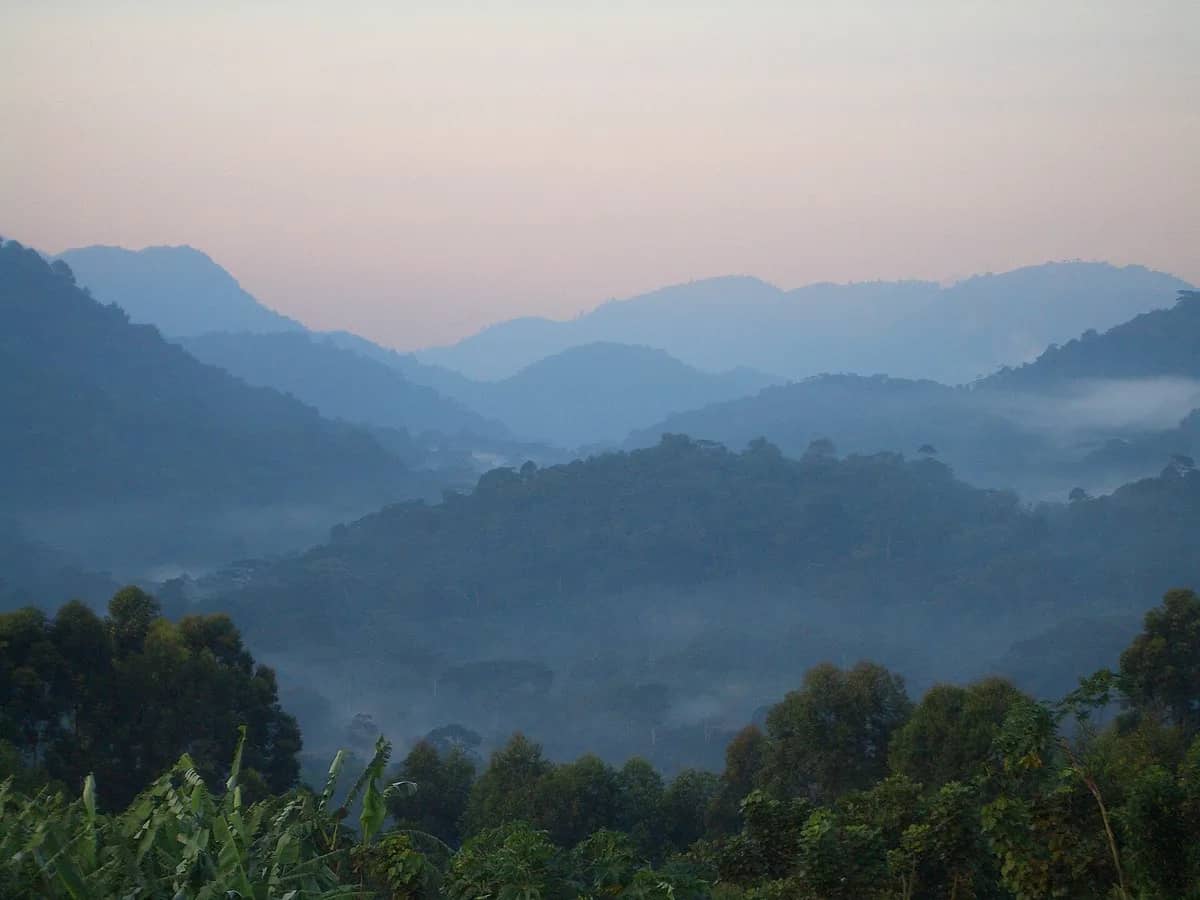 Misty mountain ridges in Bwindi Impenetrable National Park