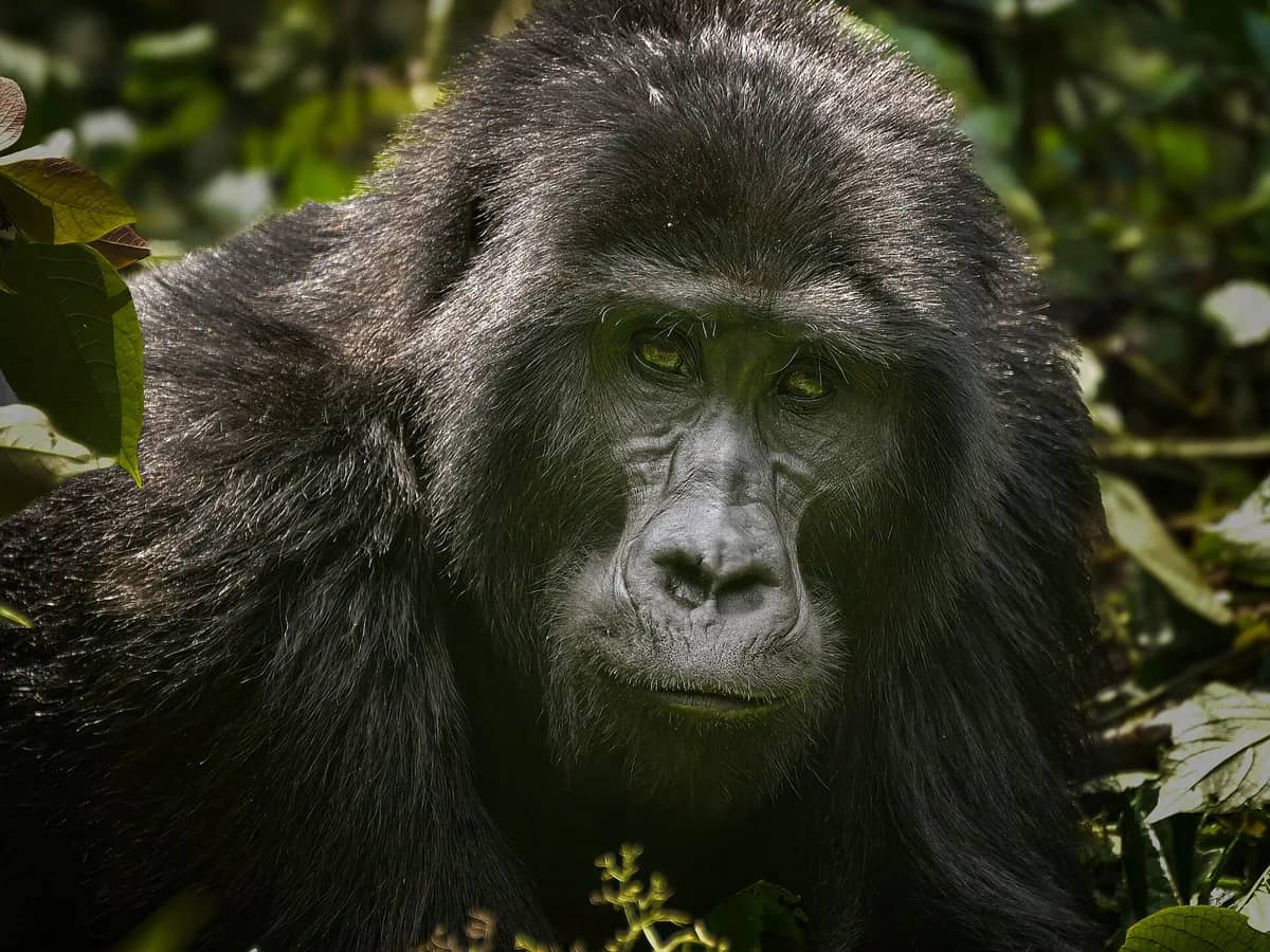 Mountain gorilla in Bwindi Impenetrable National Park