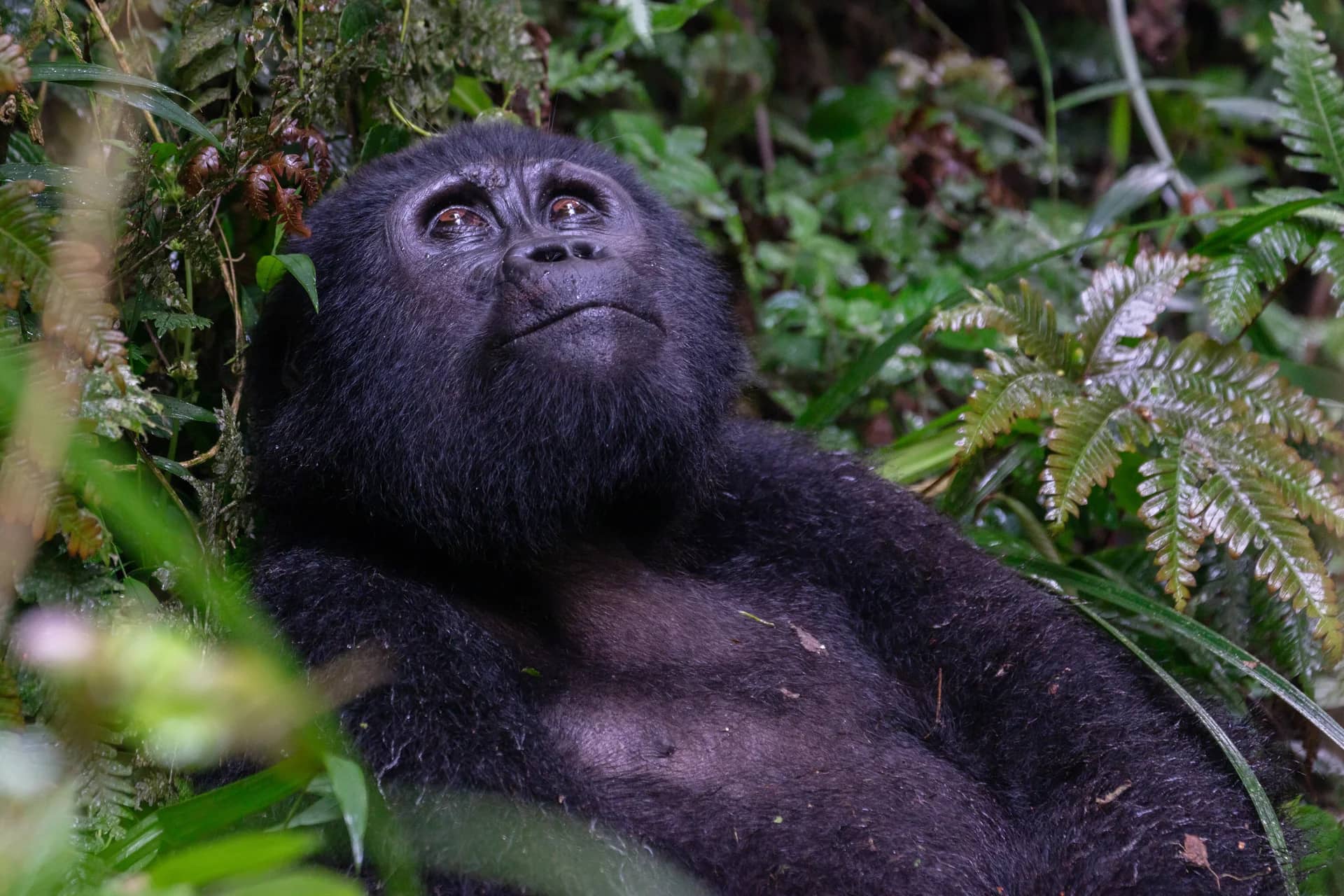 Mountain gorilla resting among ferns in Bwindi forest