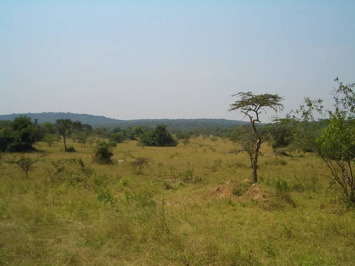 Open savannah beside forested hills in western Uganda
