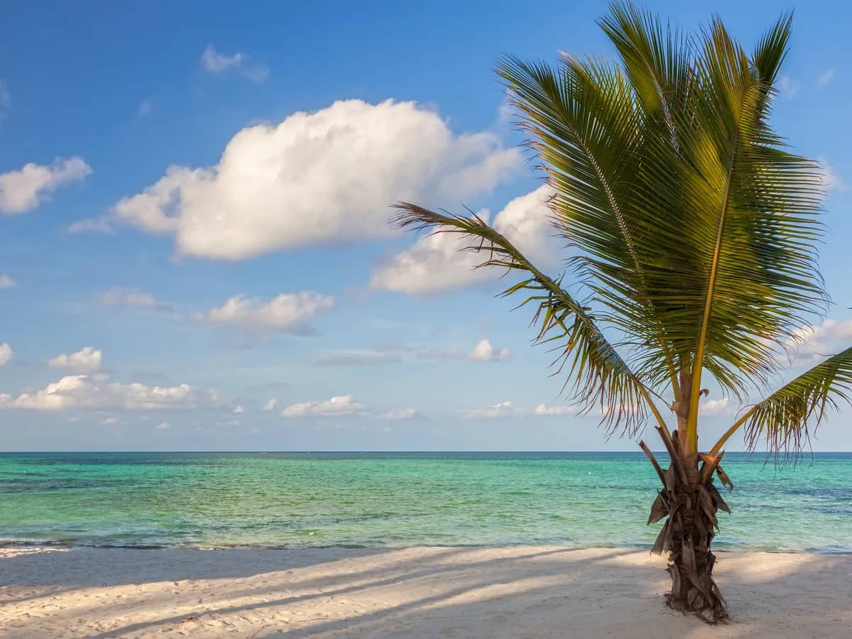 Palm tree beside the turquoise water and white sand of Pongwe Beach in Zanzibar