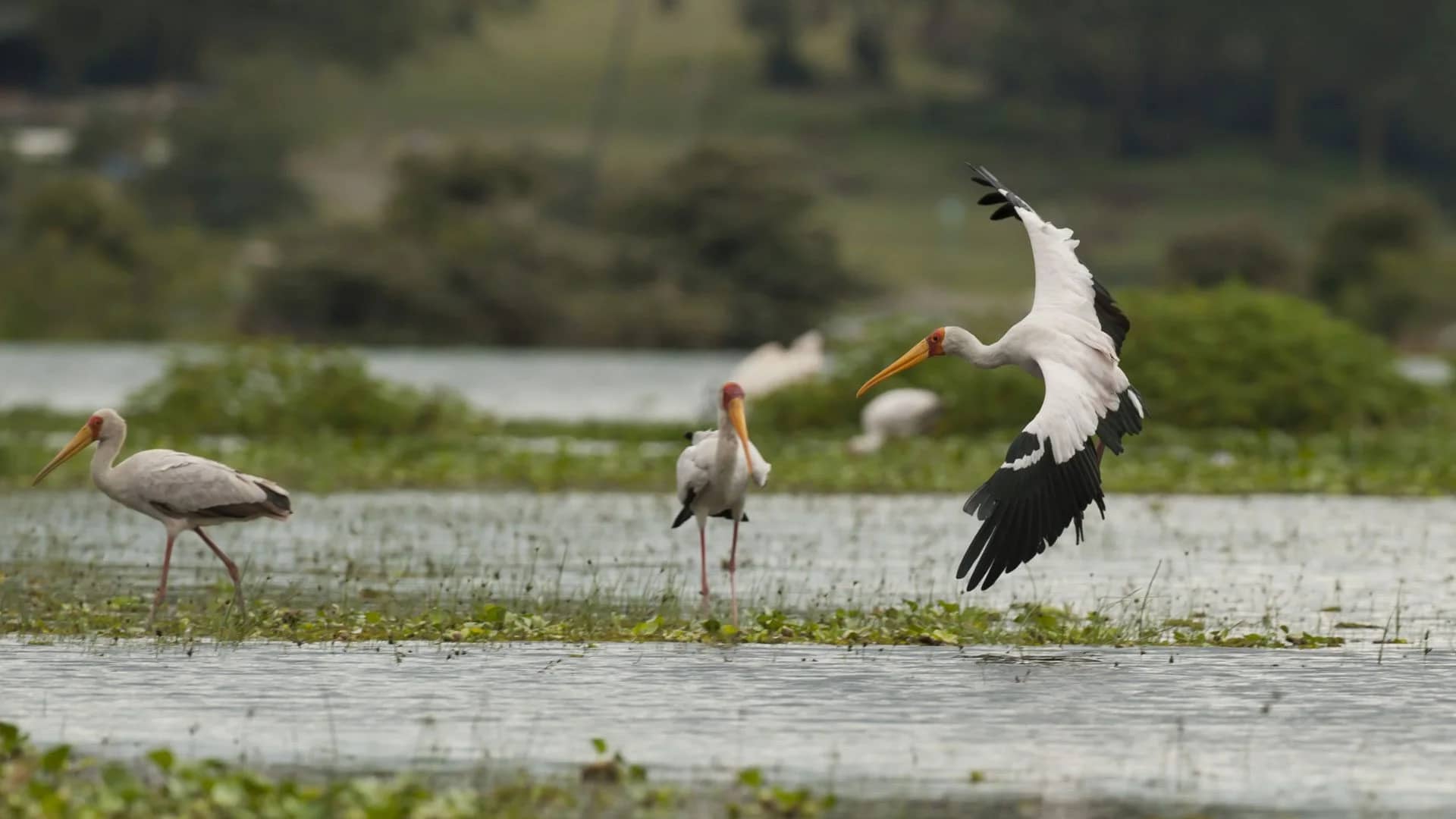 Stork birds lake