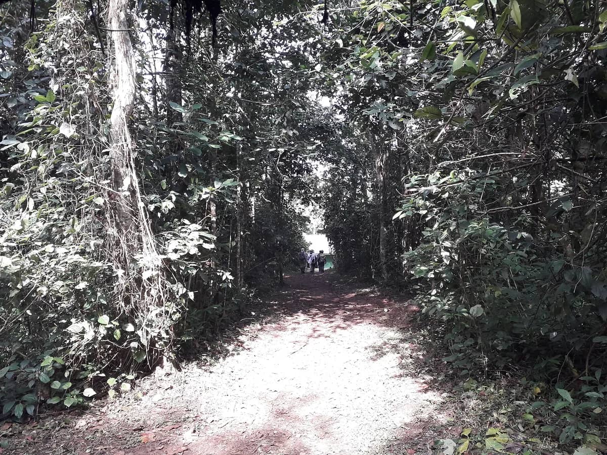 Sunlit trail through Kibale National Park forest