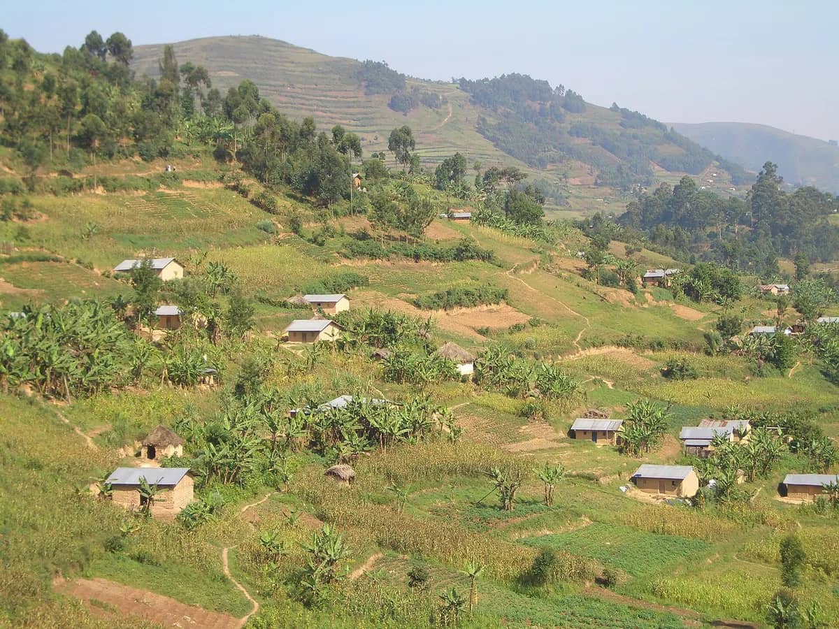 Terraced farms across the hills near Bwindi