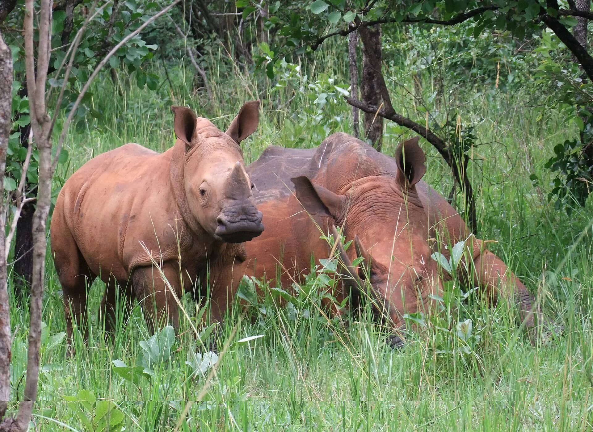 Two white rhinos walking through Ziwa Rhino Sanctuary