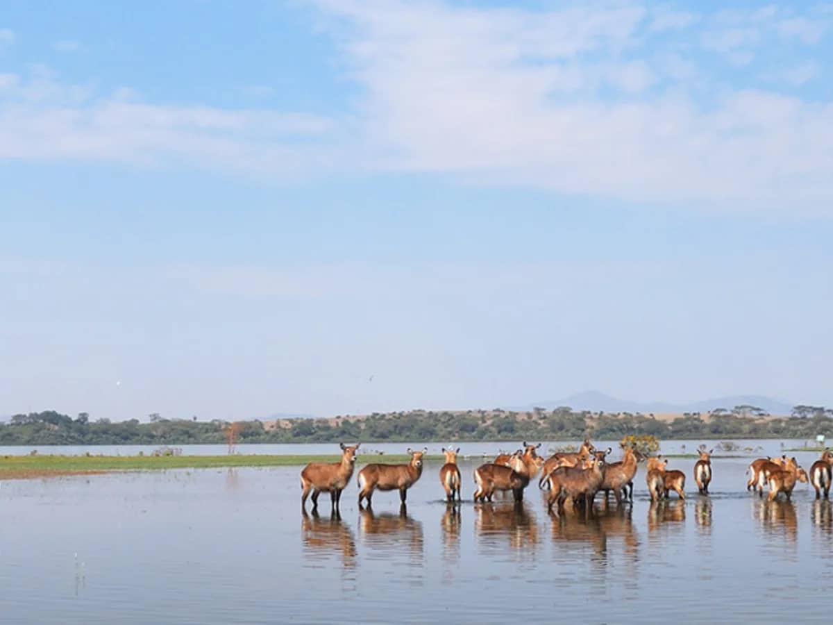 Waterbuck lake seen during an East African safari