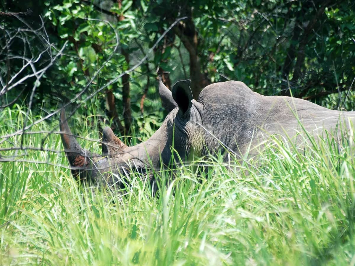 White rhino grazing at Ziwa Rhino Sanctuary