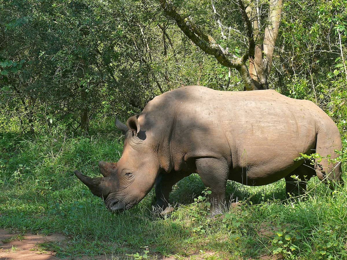 White rhino in green woodland at Ziwa Rhino Sanctuary