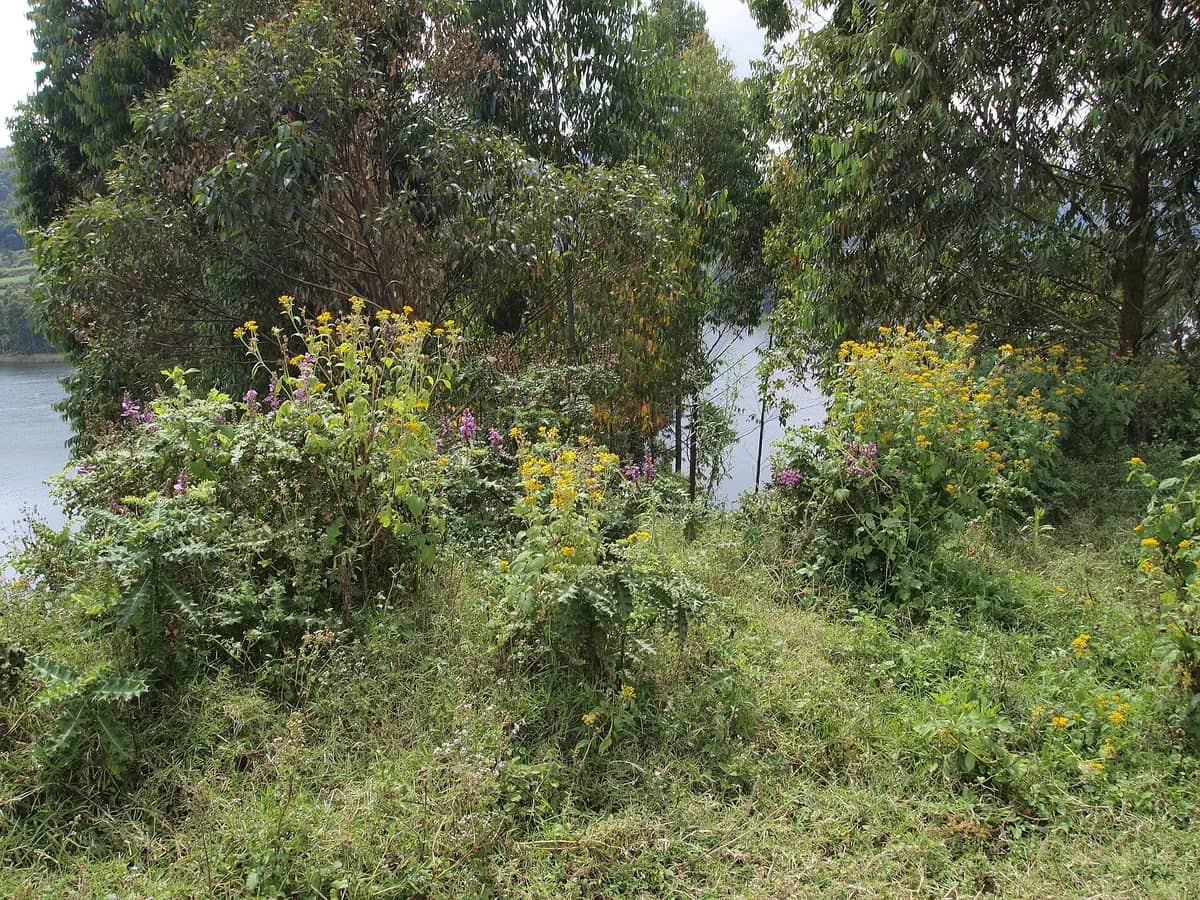 Wild vegetation in the green hills above Lake Bunyonyi