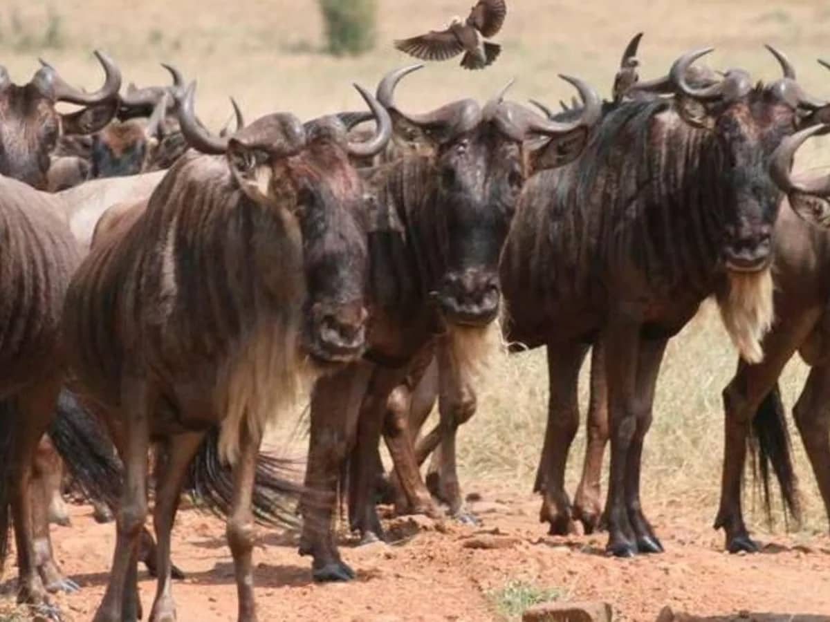 Wildebeest herd seen during an East African safari
