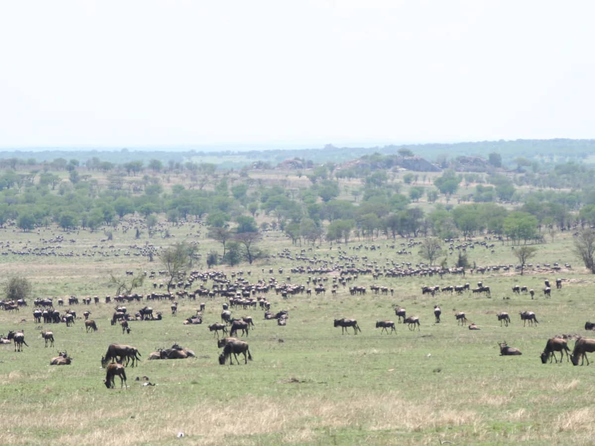 Wildebeest herd crossing the open Serengeti plains