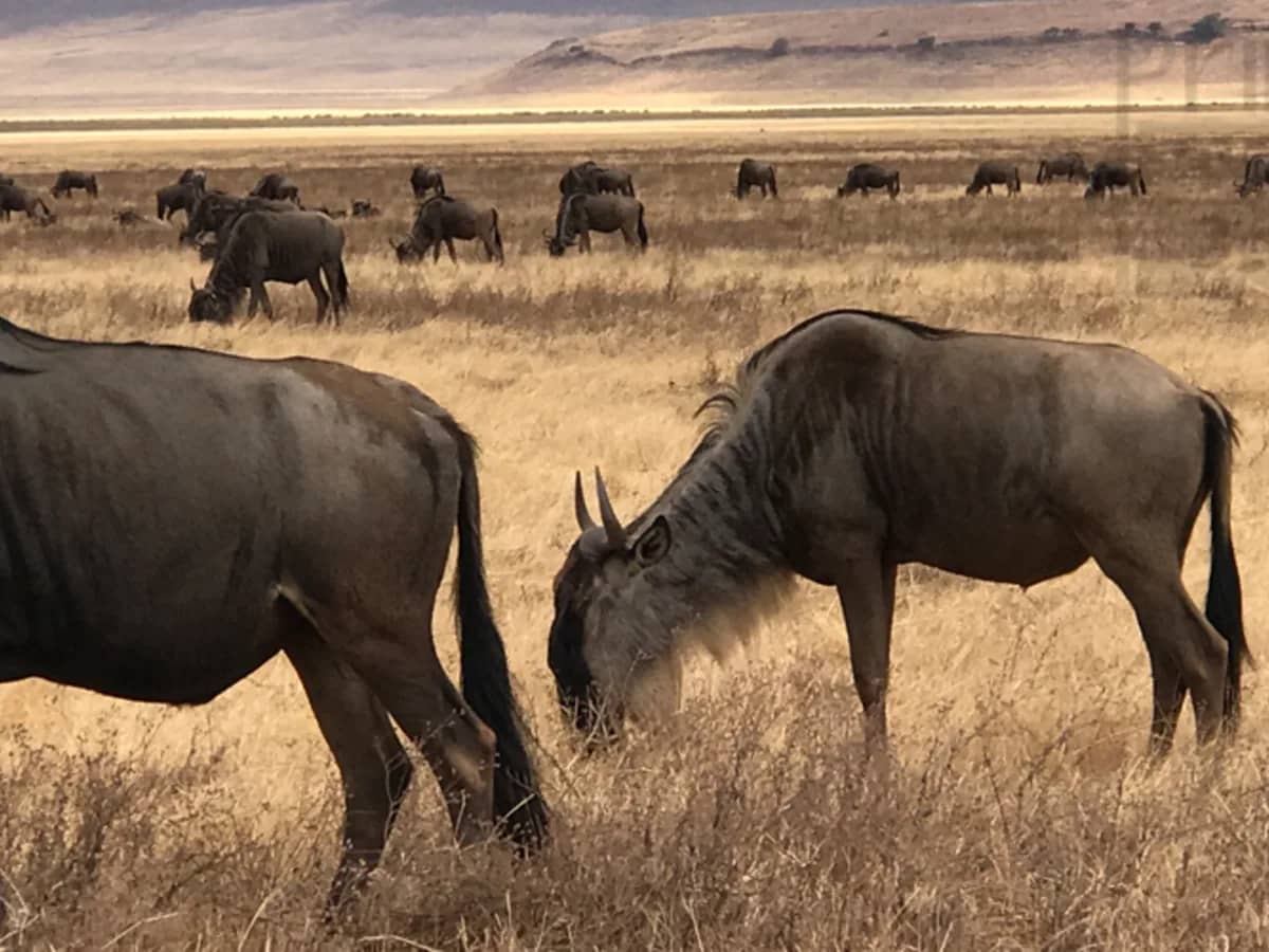 Wildebeest savannah