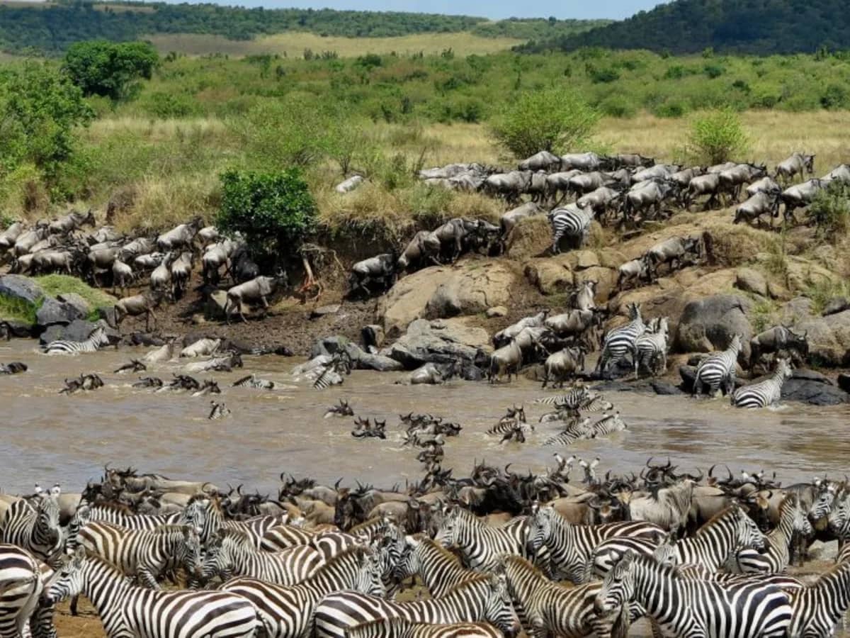 Wildebeest zebra river crossing