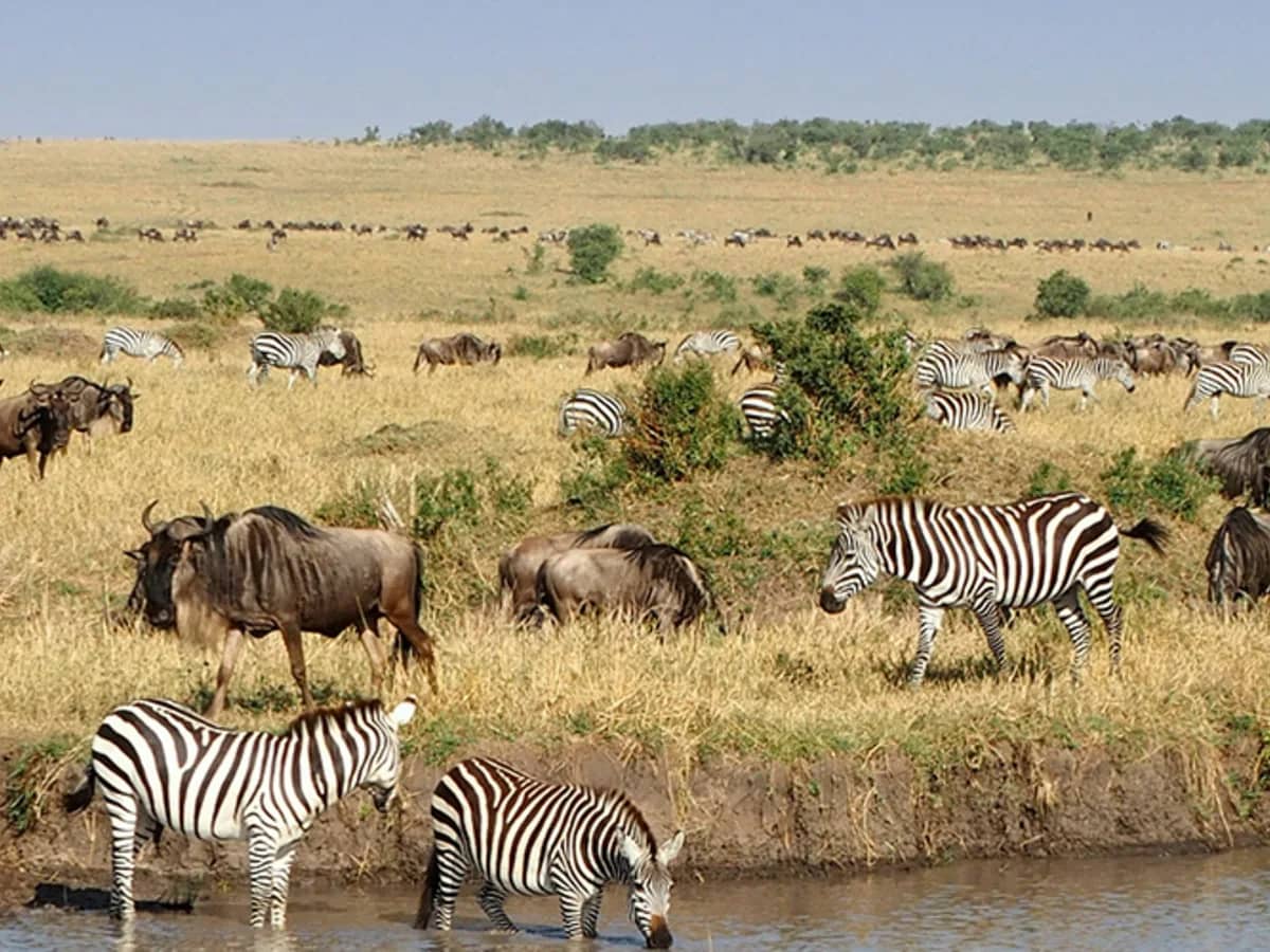 Wildebeest zebra water