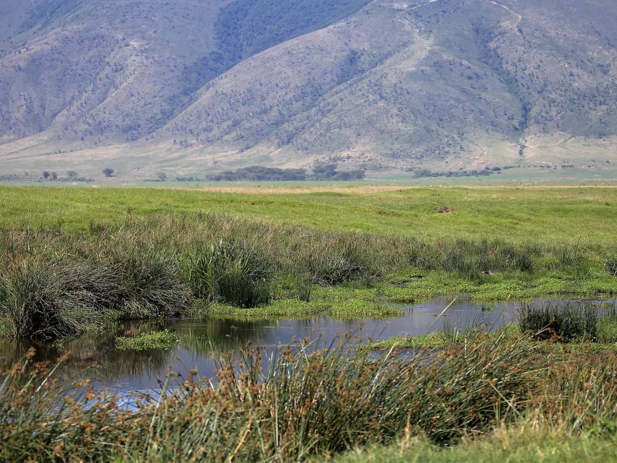 Wildlife on the grasslands of Ngorongoro Crater