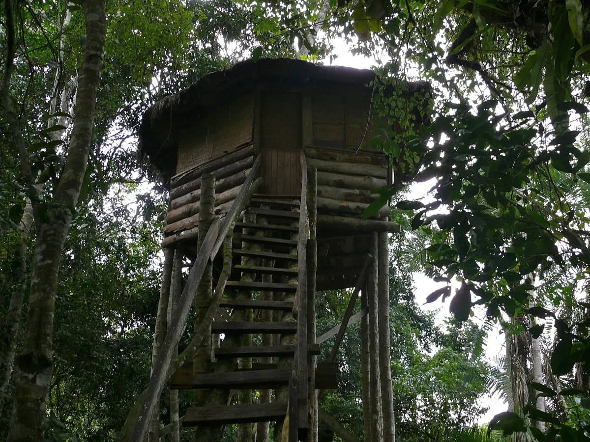 Wooden tree house surrounded by Kibale forest