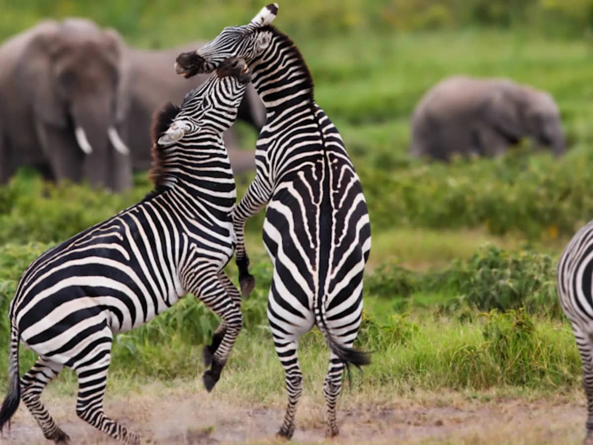 Zebra elephant fight